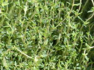 Thyme - natural treaments